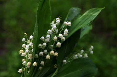 Vadideki zambak demetleri. Güzel bahar çiçekleri. Vadinin zambaklarıyla dolu buketi. Güzel bahar çiçekleri.