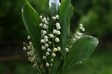 Vadideki zambak demetleri. Güzel bahar çiçekleri. Vadinin zambaklarıyla dolu buketi. Güzel bahar çiçekleri.