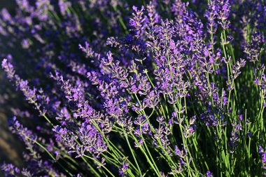 Renkli çiçek açan lavandula ya da şafak vakti lavanta tarlası. Bir demet mor lavanta çiçeği..