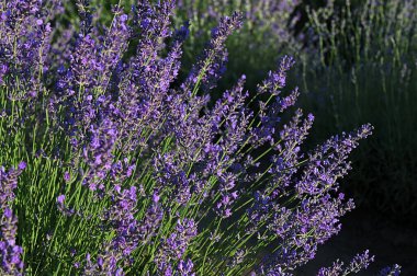 Renkli çiçek açan lavandula ya da şafak vakti lavanta tarlası. Bir demet mor lavanta çiçeği..