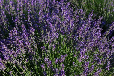 Renkli çiçek açan lavandula ya da şafak vakti lavanta tarlası. Bir demet mor lavanta çiçeği..
