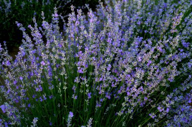 Renkli çiçek açan lavandula ya da şafak vakti lavanta tarlası. Bir demet mor lavanta çiçeği..