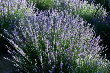 Renkli çiçek açan lavandula ya da şafak vakti lavanta tarlası. Bir demet mor lavanta çiçeği..
