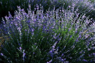 Renkli çiçek açan lavandula ya da şafak vakti lavanta tarlası. Bir demet mor lavanta çiçeği..