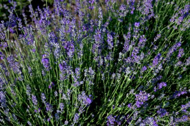 Renkli çiçek açan lavandula ya da şafak vakti lavanta tarlası. Bir demet mor lavanta çiçeği..