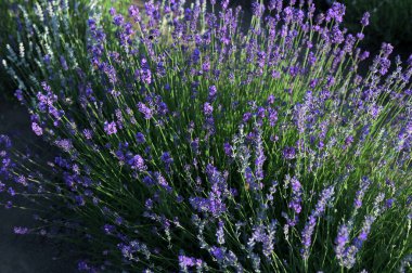 Renkli çiçek açan lavandula ya da şafak vakti lavanta tarlası. Bir demet mor lavanta çiçeği..
