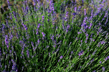 Renkli çiçek açan lavandula ya da şafak vakti lavanta tarlası. Bir demet mor lavanta çiçeği..