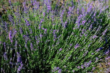 Renkli çiçek açan lavandula ya da şafak vakti lavanta tarlası. Bir demet mor lavanta çiçeği..