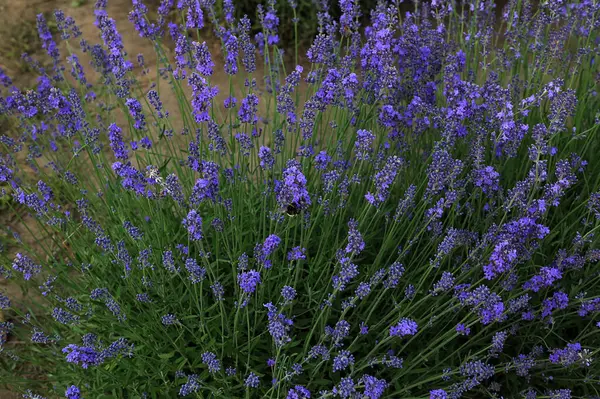 Renkli çiçek açan lavandula ya da şafak vakti lavanta tarlası. Bir demet mor lavanta çiçeği..