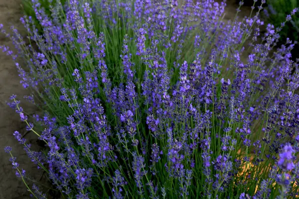 Renkli çiçek açan lavandula ya da şafak vakti lavanta tarlası. Bir demet mor lavanta çiçeği..