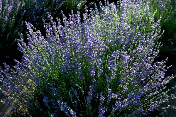 Renkli çiçek açan lavandula ya da şafak vakti lavanta tarlası. Bir demet mor lavanta çiçeği..