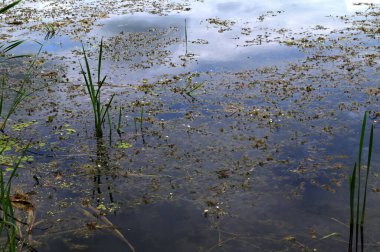 Hidrokaris morsus-ranae, Hidrocharitaceae familyasından bir bitki türü. Küçük bir nilüfer çiçeğine benzeyen yüzen küçük bir bitki.