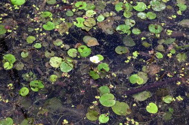 Hidrokaris morsus-ranae, Hidrocharitaceae familyasından bir bitki türü. Küçük bir nilüfer çiçeğine benzeyen yüzen küçük bir bitki.