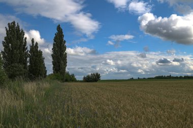 Gökyüzüne karşı tarımın manzarası. Gökyüzüne karşı tarlanın manzarası. Mavi gökyüzüne karşı buğday tarlası ve buğday kulakları..
