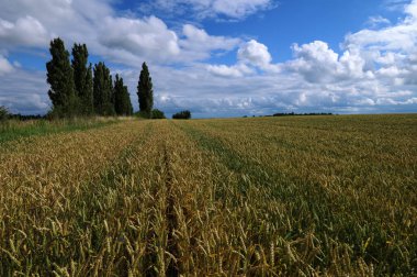 Gökyüzüne karşı tarımın manzarası. Gökyüzüne karşı tarlanın manzarası. Mavi gökyüzüne karşı buğday tarlası ve buğday kulakları..