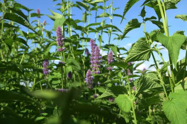 Bahçe bahçesinde çiçek tarhında anason çiçeği açıyor. Miksajda süs bitkileriyle çağdaş kır evi bahçesi. Agastache foeniculum, mavi dev hyssop