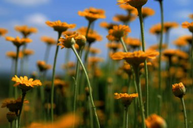 Altın Marguerite (Cota tinctoria), makro, bulanık arkaplan. Mavi gökyüzüne karşı sarı çiçekler..