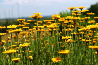 Altın Marguerite (Cota tinctoria), makro, bulanık arkaplan. Mavi gökyüzüne karşı sarı çiçekler..