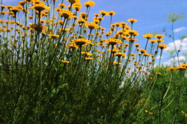 Altın Marguerite (Cota tinctoria), makro, bulanık arkaplan. Mavi gökyüzüne karşı sarı çiçekler..