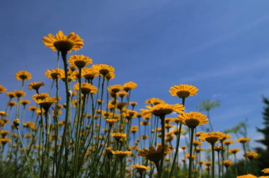 Altın Marguerite (Cota tinctoria), makro, bulanık arkaplan. Mavi gökyüzüne karşı sarı çiçekler..