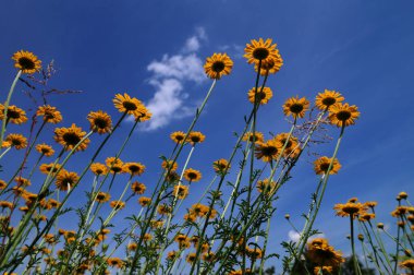 Altın Marguerite (Cota tinctoria), makro, bulanık arkaplan. Mavi gökyüzüne karşı sarı çiçekler..
