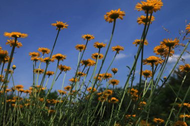 Altın Marguerite (Cota tinctoria), makro, bulanık arkaplan. Mavi gökyüzüne karşı sarı çiçekler..