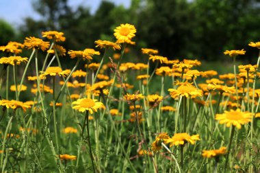 Altın Marguerite (Cota tinctoria), makro, bulanık arkaplan. Mavi gökyüzüne karşı sarı çiçekler..
