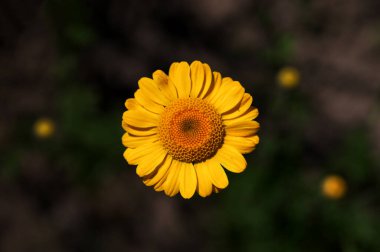 Altın Marguerite (Cota tinctoria), makro, bulanık arkaplan. Mavi gökyüzüne karşı sarı çiçekler..