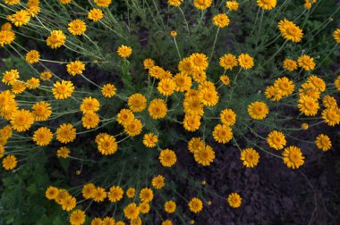 Altın Marguerite (Cota tinctoria), makro, bulanık arkaplan. Mavi gökyüzüne karşı sarı çiçekler..