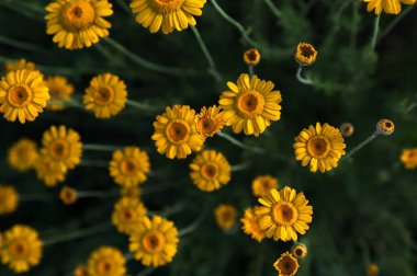 Altın Marguerite (Cota tinctoria), makro, bulanık arkaplan. Mavi gökyüzüne karşı sarı çiçekler..