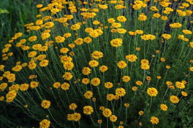 Altın Marguerite (Cota tinctoria), makro, bulanık arkaplan. Mavi gökyüzüne karşı sarı çiçekler..