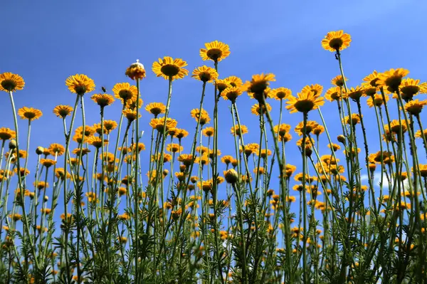 Altın Marguerite (Cota tinctoria), makro, bulanık arkaplan. Mavi gökyüzüne karşı sarı çiçekler..