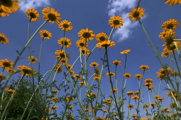 Altın Marguerite (Cota tinctoria), makro, bulanık arkaplan. Mavi gökyüzüne karşı sarı çiçekler..