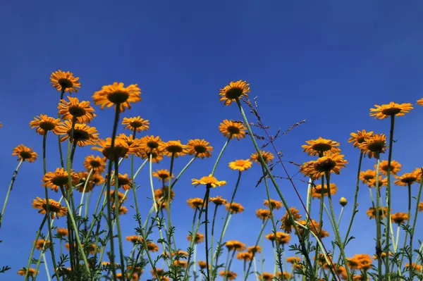 Altın Marguerite (Cota tinctoria), makro, bulanık arkaplan. Mavi gökyüzüne karşı sarı çiçekler..