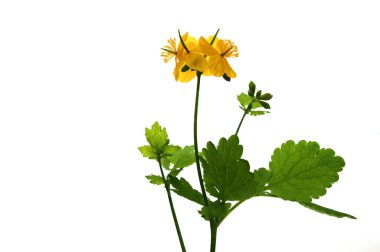 Bahar günü açan Chelidonium Majus çiçekleri. Beyaz arka planda bir çelandin bitkisinin ve çiçeğin yakın çekimi..