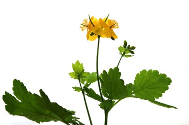 Bahar günü açan Chelidonium Majus çiçekleri. Beyaz arka planda bir çelandin bitkisinin ve çiçeğin yakın çekimi..