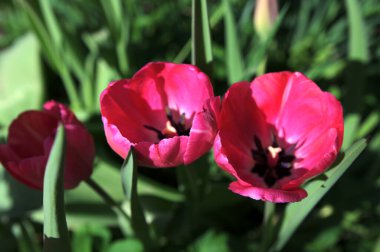 Parlak kırmızı ve sarı renkli ülke Darwin laleleri çiçek açıyor, bir demet bahar çiçekleri süs bahçesinde.