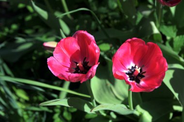 Parlak kırmızı ve sarı renkli ülke Darwin laleleri çiçek açıyor, bir demet bahar çiçekleri süs bahçesinde.