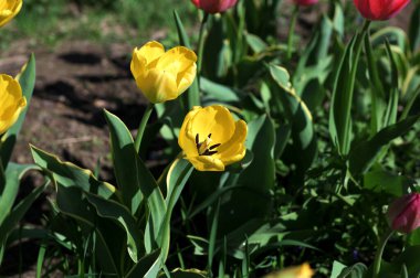 Parlak kırmızı ve sarı renkli ülke Darwin laleleri çiçek açıyor, bir demet bahar çiçekleri süs bahçesinde.