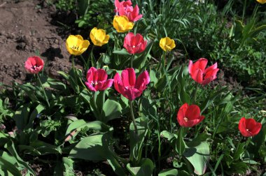 Parlak kırmızı ve sarı renkli ülke Darwin laleleri çiçek açıyor, bir demet bahar çiçekleri süs bahçesinde.