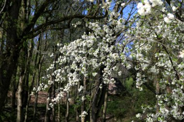 Prunus avium yabani kiraz çiçekli, güzel beyaz çiçek açan ağaç dalları yeşil yapraklı