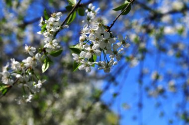 Prunus avium yabani kiraz çiçekli, güzel beyaz çiçek açan ağaç dalları yeşil yapraklı