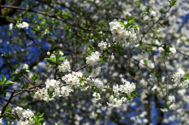 Prunus avium yabani kiraz çiçekli, güzel beyaz çiçek açan ağaç dalları yeşil yapraklı