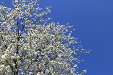 Prunus avium yabani kiraz çiçekli, güzel beyaz çiçek açan ağaç dalları yeşil yapraklı