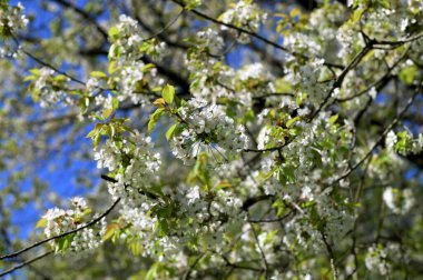 Prunus avium yabani kiraz çiçekli, güzel beyaz çiçek açan ağaç dalları yeşil yapraklı