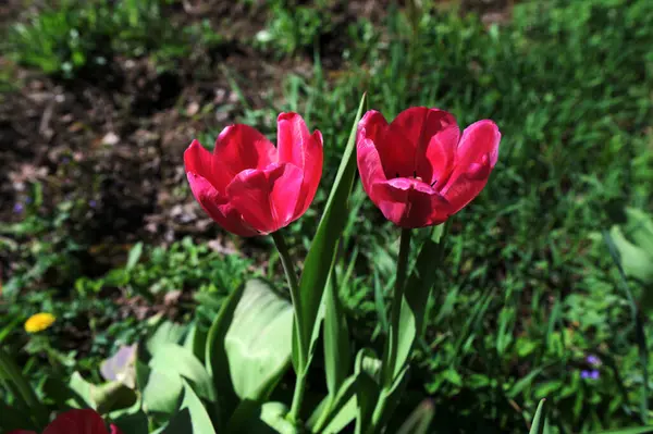 Parlak kırmızı ve sarı renkli ülke Darwin laleleri çiçek açıyor, bir demet bahar çiçekleri süs bahçesinde.