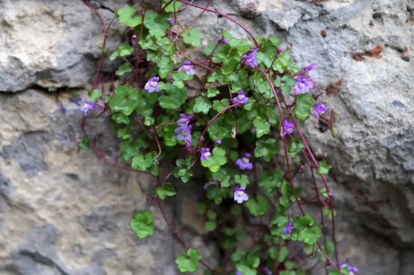Doğal bir taş duvarda büyüyen Cymbalaria duvar resmi, yaygın olarak kullanılan isimleri de Kolezyum Sarmaşığı, Pennywort, Kenilworth Sarmaşığı veya Zimbelkraut 'tur.
