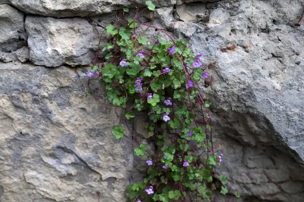 Doğal bir taş duvarda büyüyen Cymbalaria duvar resmi, yaygın olarak kullanılan isimleri de Kolezyum Sarmaşığı, Pennywort, Kenilworth Sarmaşığı veya Zimbelkraut 'tur.