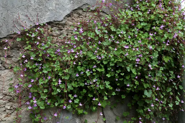 Doğal bir taş duvarda büyüyen Cymbalaria duvar resmi, yaygın olarak kullanılan isimleri de Kolezyum Sarmaşığı, Pennywort, Kenilworth Sarmaşığı veya Zimbelkraut 'tur.