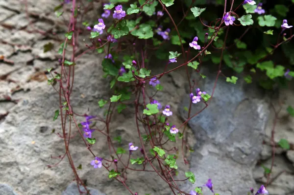 Doğal bir taş duvarda büyüyen Cymbalaria duvar resmi, yaygın olarak kullanılan isimleri de Kolezyum Sarmaşığı, Pennywort, Kenilworth Sarmaşığı veya Zimbelkraut 'tur.